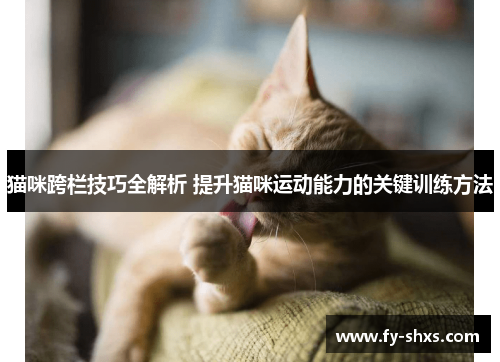 猫咪跨栏技巧全解析 提升猫咪运动能力的关键训练方法